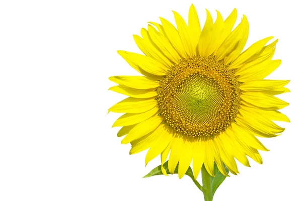 Sunflower Leaves Isolated White Background — Stock Photo, Image
