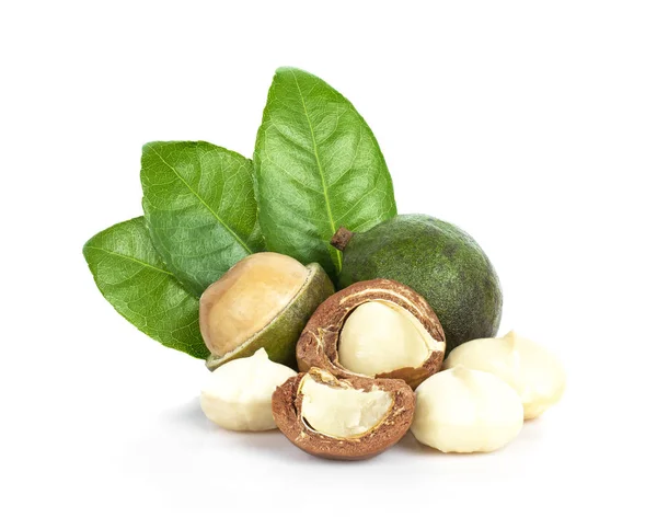 Macadamia nut beyaz arka plan üzerinde yaprakları ile.