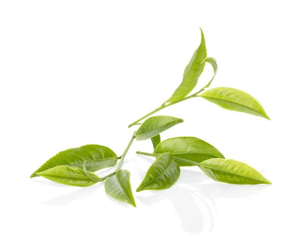 Beyaz arkaplanda yeşil çay yaprağı izole