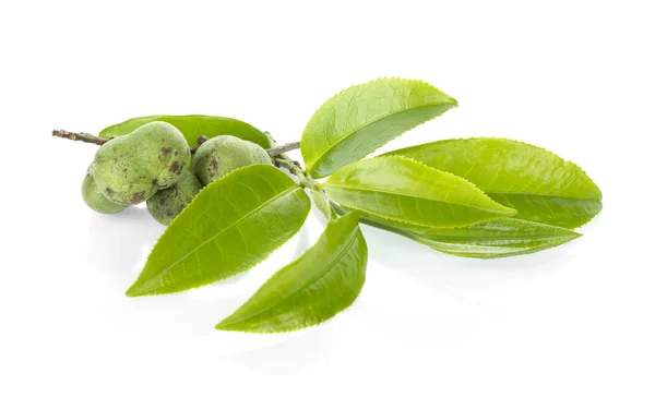 Beyaz arkaplanda yeşil çay yaprağı izole