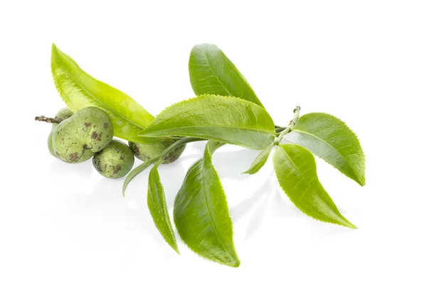 Beyaz arka plan üzerinde izole çay tohumları ile yeşil çay yaprağı