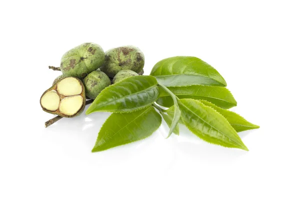 Beyaz arka plan üzerinde izole çay tohumları ile yeşil çay yaprağı