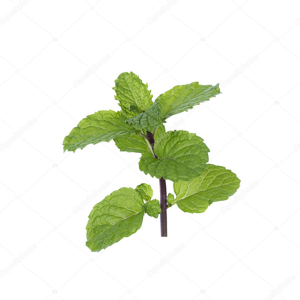 Mint leaves background.Closeup fresh peppermint leaves, Fresh raw mint leaves isolated on white background