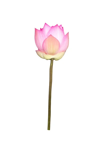 Beyaz arkaplanda izole nilüfer çiçeği.