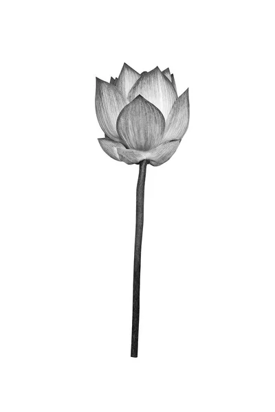 Beyaz arkaplanda izole nilüfer çiçeği.