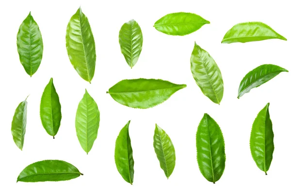 Green Tea Leaf Isolated White Background — Stock Photo, Image