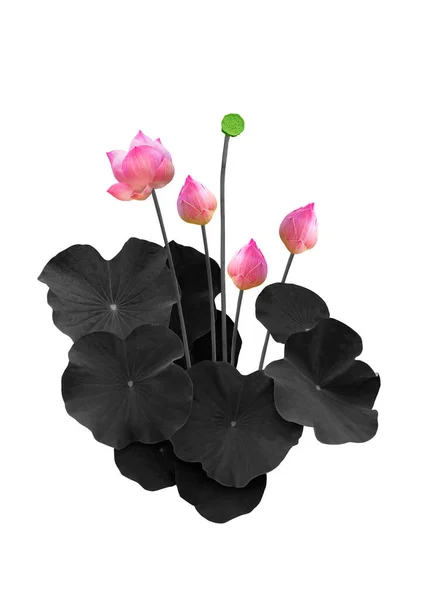 Color Flor Loto Con Hoja Loto Negro Aislado Sobre Fondo Fotos De Stock Sin Royalties Gratis
