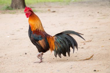 Tay erkek ayakta tek ayak üstünde kum alan tavuk