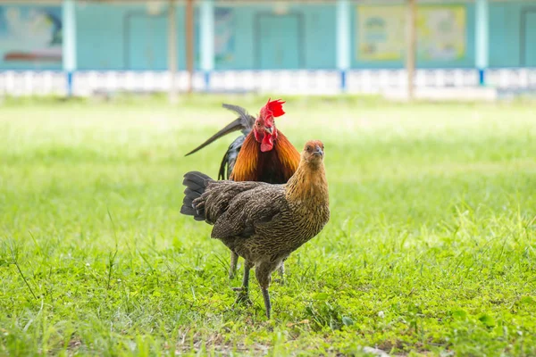 Thai male and female Chickens looking for food on grass field