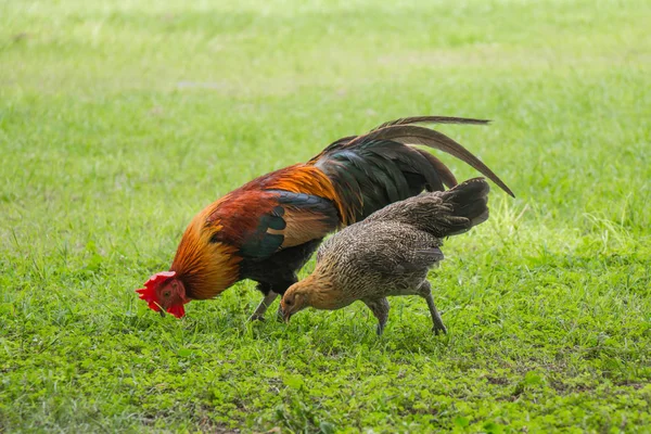 Thai male and female Chickens looking for food on grass field