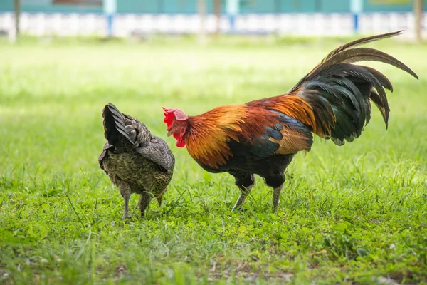 Thai male and female Chickens looking for food on grass field