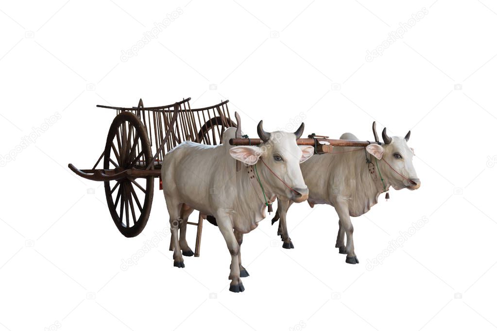 Cows with cart on white background