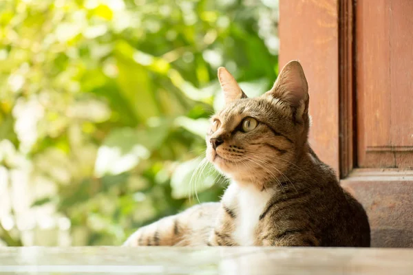 Thai Cat Sentado Porta — Fotografia de Stock