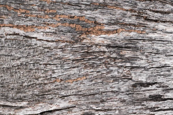 Textura Concha Agrietada Sobre Fondo Árbol —  Fotos de Stock