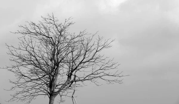 Árvore Seca Contra Céu — Fotografia de Stock