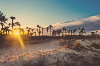 Gün batımında sahilde siluet hindistan cevizi palmiyeleri. Klasik ton.