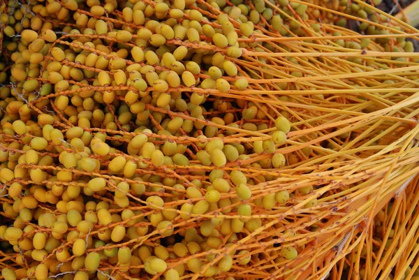 Primer Plano Las Frutas Palma Aceitera — Foto de Stock