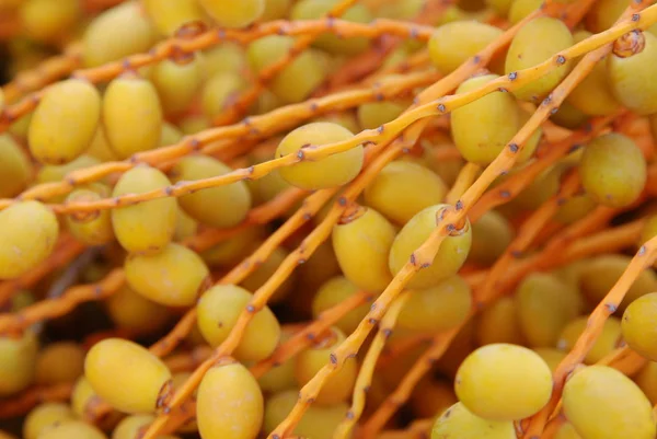 Palmiye yağı meyve Close-up