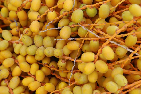 Palmiye yağı meyve Close-up