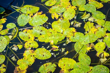 «Ana sayfa» su görünümünü Avrupa gölün yüzeyinde lilys. NAT