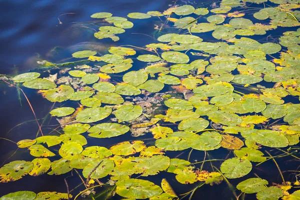 «Ana sayfa» su görünümünü Avrupa gölün yüzeyinde lilys. NAT