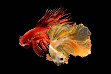 Betta balıklarının sanat hareketini kapat, Siyam dövüşçüleri siyah arka planda izole edilmiş balıklar. Güzel sanat tasarımı kavramı..