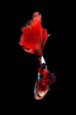 Sanat hareketi daha iyi balık veya Siyam mücadele balık siyah arka plan üzerine izole kapatmak. Güzel Sanatlar Tasarım konsepti.