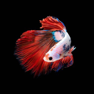 Close up art movement of Betta fish or Siamese fighting fish isolated on black background.Fine art design concept. clipart