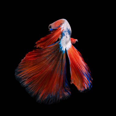 Sanat hareketi daha iyi balık veya Siyam mücadele balık siyah arka plan üzerine izole kapatmak. Güzel Sanatlar Tasarım konsepti.