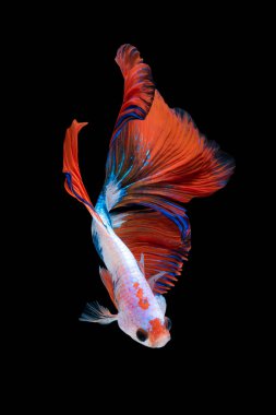 Close up art movement of Betta fish or Siamese fighting fish isolated on black background.Fine art design concept. clipart