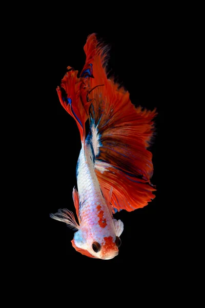 Close Movimento Arte Peixes Betta Peixes Siameses Combates Isolados Fundo — Fotografia de Stock