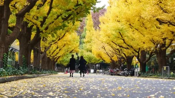 2016 Meiji 日本の秋のスポットで有名な通りの長さに沿って美しいイチョウのある神宮外苑明治神宮外苑での観光客 — ストック動画