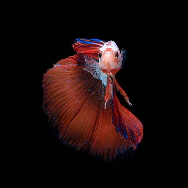 Betta の魚または黒い背景に分離したシャムの戦いの魚の芸術運動を閉じます 美術デザイン コンセプト — ストック写真