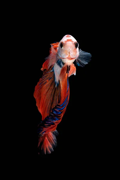 Close Art Movement Betta Fish Siamese Fighting Fish Isolated Black — Stock Photo, Image