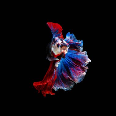 Sanat hareketi daha iyi balık veya Siyam mücadele balık siyah arka plan üzerine izole kapatmak. Güzel Sanatlar Tasarım konsepti.