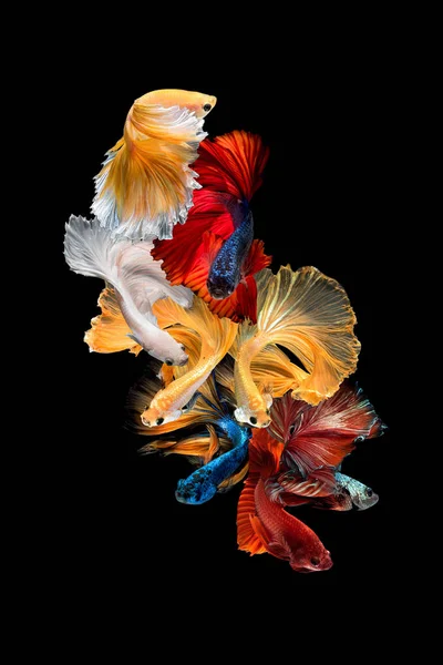 Close Art Movement Betta Fish Siamese Fighting Fish Isolated Black — Stock Photo, Image