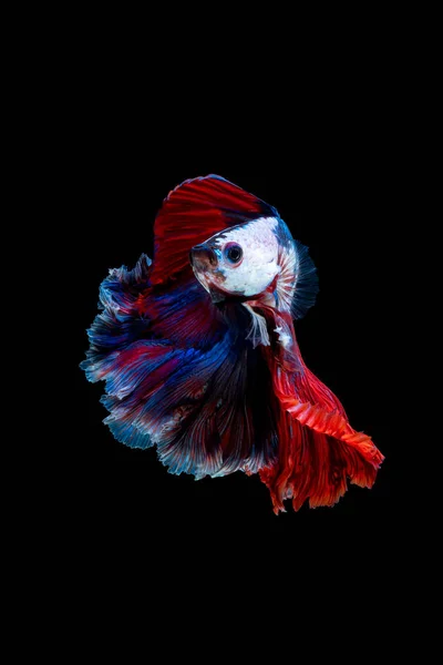 Close up art movement of Betta fish or Siamese fighting fish iso