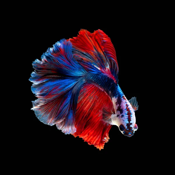 Close up art movement of Betta fish or Siamese fighting fish iso