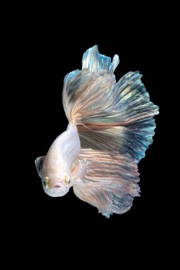 Beta balığının veya Siyam savaşan balıklarının siyah arka planda izole edilmiş sanat hareketlerini kapat