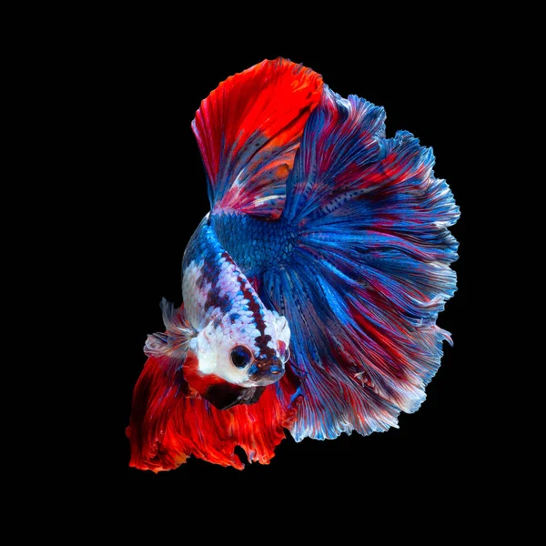 Primo piano movimento artistico di pesce Betta o pesce siamese combattente isolato su sfondo nero — Foto Stock