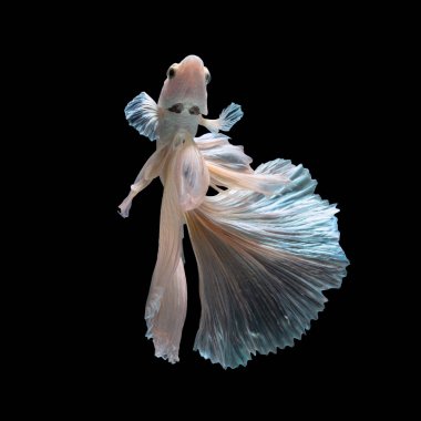 Beta balığının veya Siyam savaşan balıklarının siyah arka planda izole edilmiş sanat hareketlerini kapat