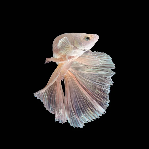 Fechar movimento de arte de peixes Betta ou peixes siameses combates isolados em fundo preto — Fotografia de Stock