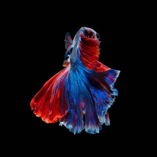 Close up art movement of Betta fish or Siamese fighting fish isolated on black background