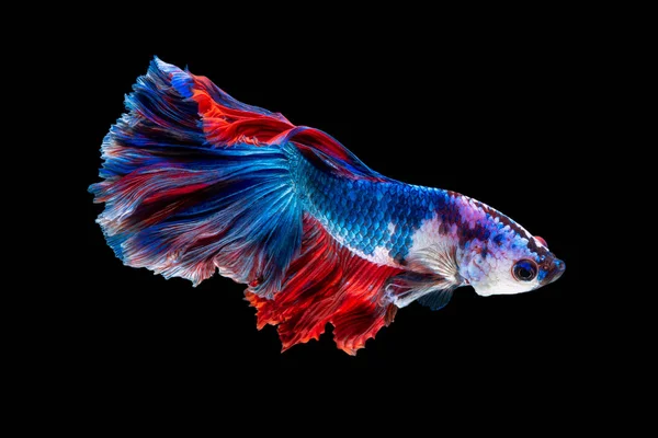 Primo piano movimento artistico di pesce Betta o pesce siamese combattente isolato su sfondo nero — Foto Stock