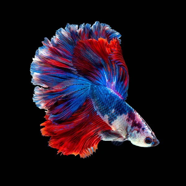 Närbild konst rörelse Betta fisk eller siamesiska bekämpa fisk isolerad på svart bakgrund — Stockfoto
