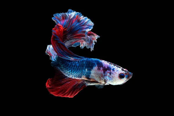 Close up umělecký pohyb Betta ryb nebo Siamské bojové ryby izolované na černém pozadí — Stock fotografie