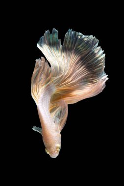 Beta balığının veya Siyam savaşan balıklarının siyah arka planda izole edilmiş sanat hareketlerini kapat