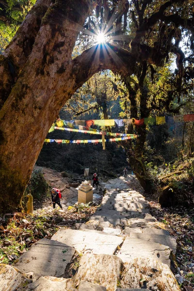 尼泊尔 2015年12月23日 游客沿着尼泊尔的自然森林环境沿着普山徒步路线徒步旅行 — 图库照片