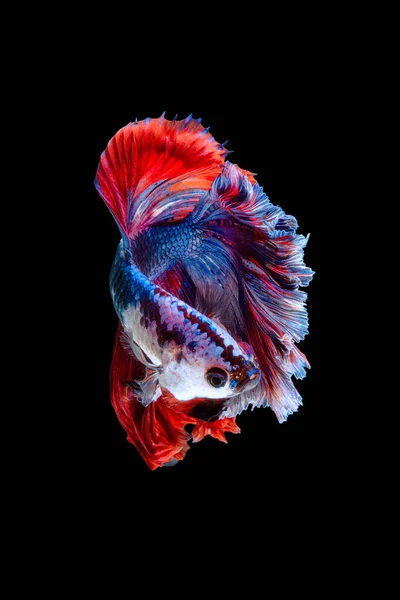 Close up art movement of Betta fish or Siamese fighting fish isolated on black background