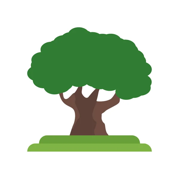 American Beech árvore ícone vetor sinal e símbolo isolado no whit — Vetor de Stock